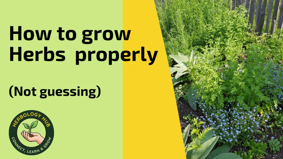 Best Way to Learn Herb Growing Properly