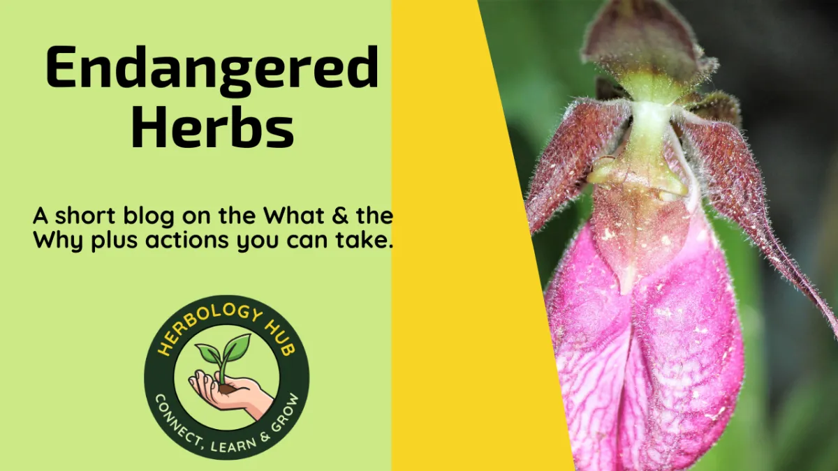 Endangered Herbs, What can we do?