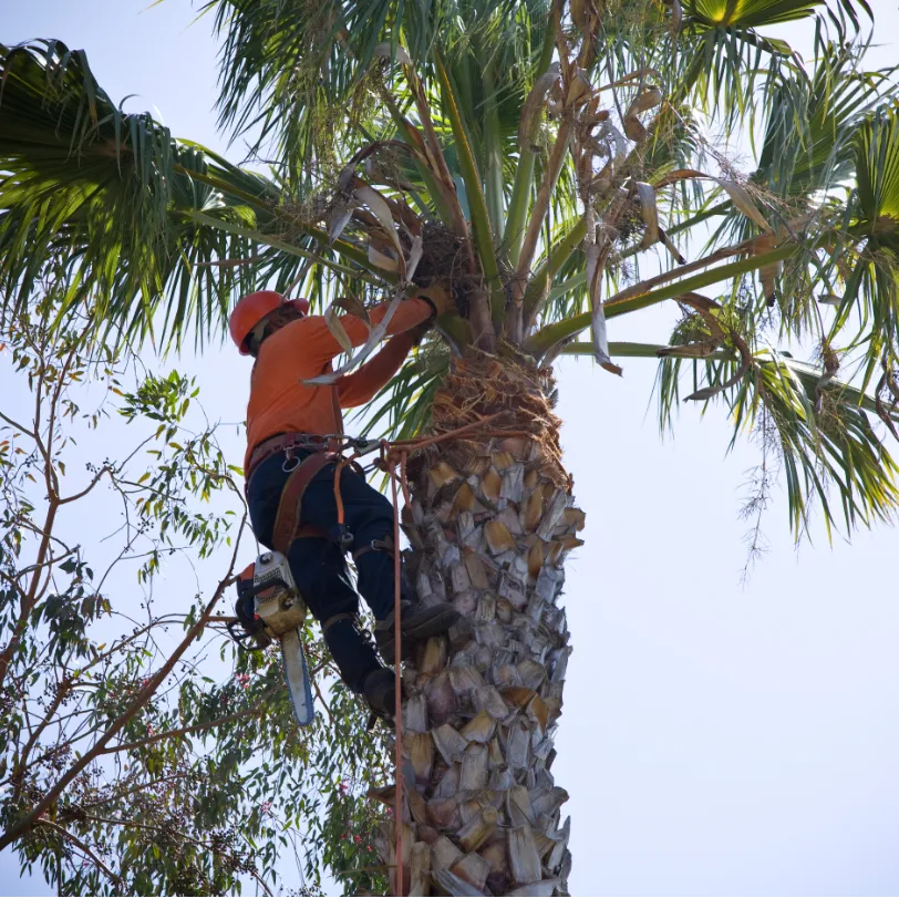 Tree triming