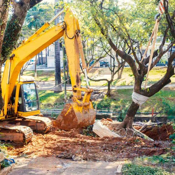 Tree Care services
