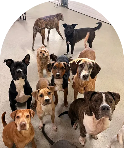 A brown and white Basenji dog