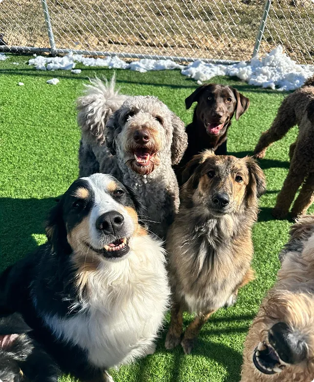 Luna Pet Resort - Image 1