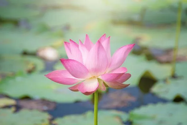 Pink water lilly in a pond with lilly pads.