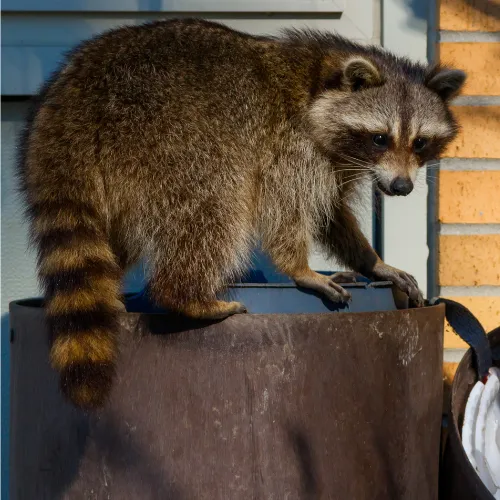 animal damage cleanup, raccoon, crawlspace cleanup