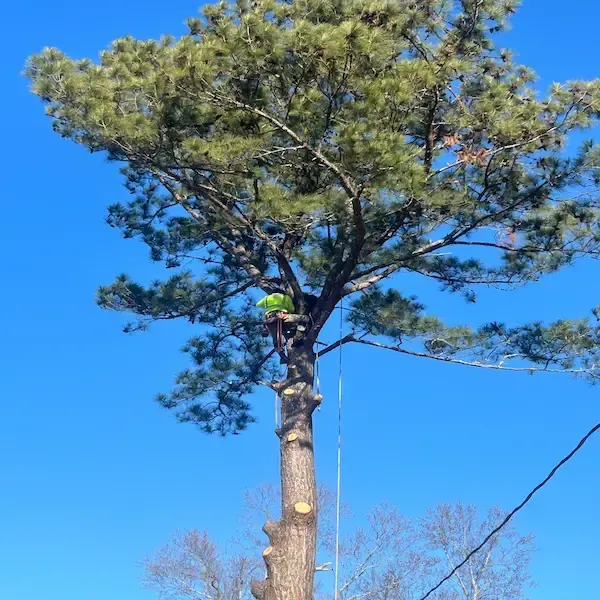tree trimming & removal Lexington SC