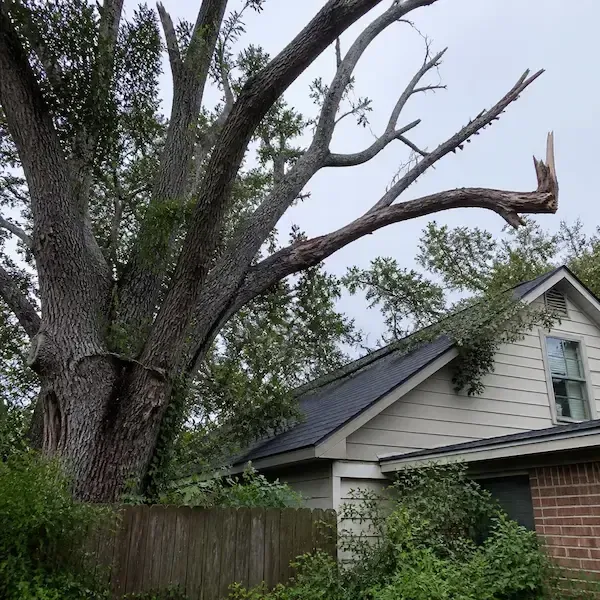 Tree trimming and tree removal in Lexington SC