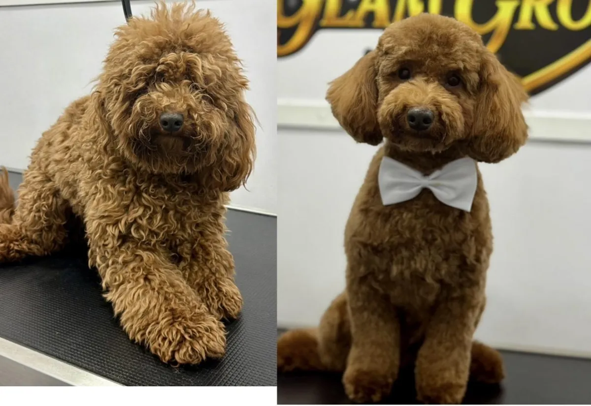 De-Shedding Treatment