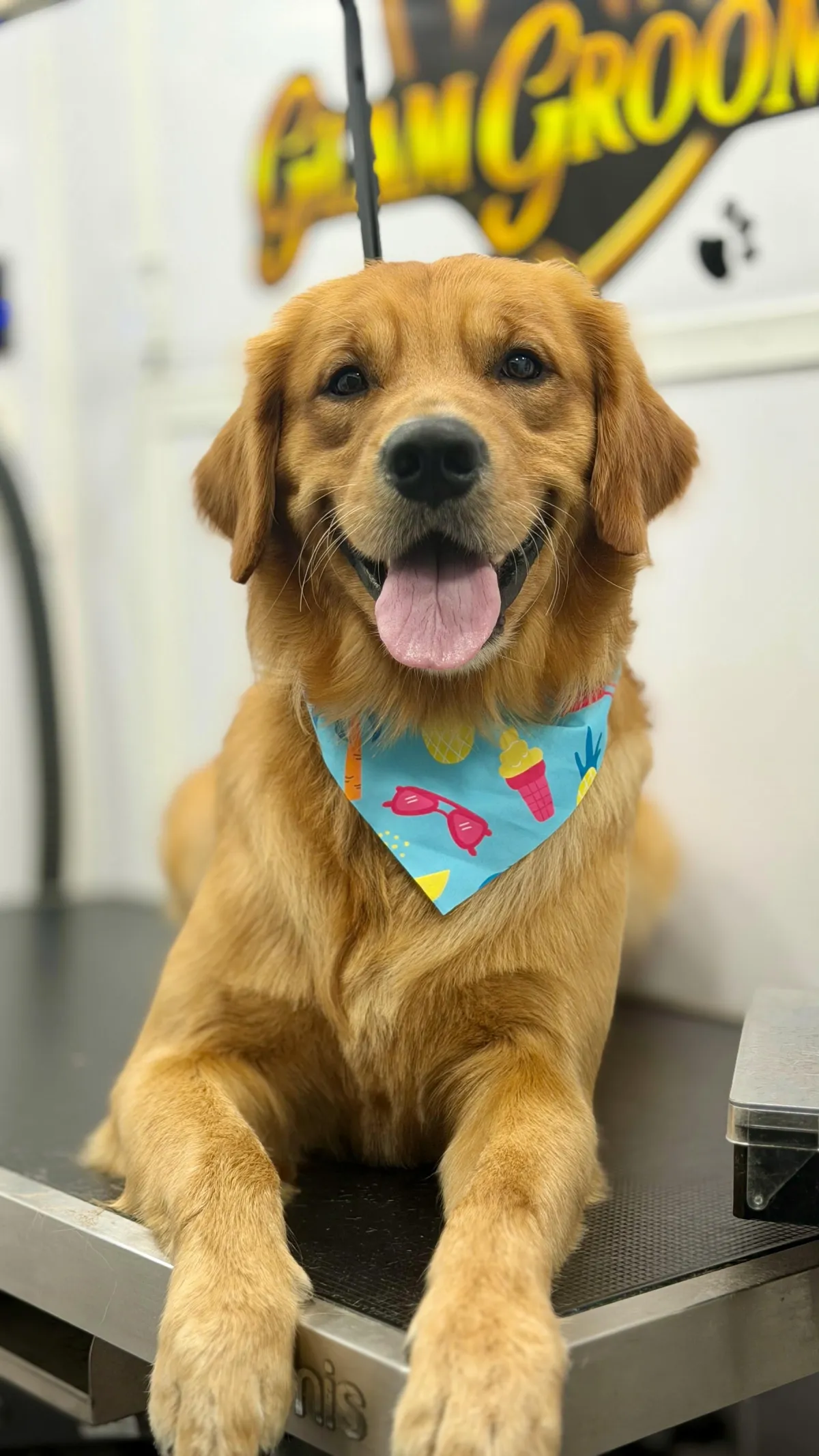 A calm, pampered pet wrapped in a plush towel experiencing luxury mobile grooming