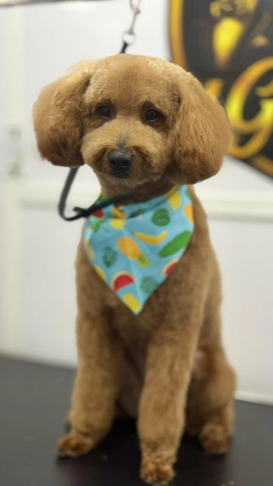 Luxurious, perfectly groomed dog demonstrating the full grooming service