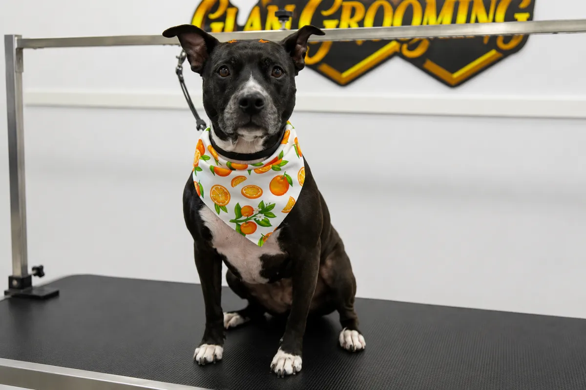 Flea and Tick Treatment