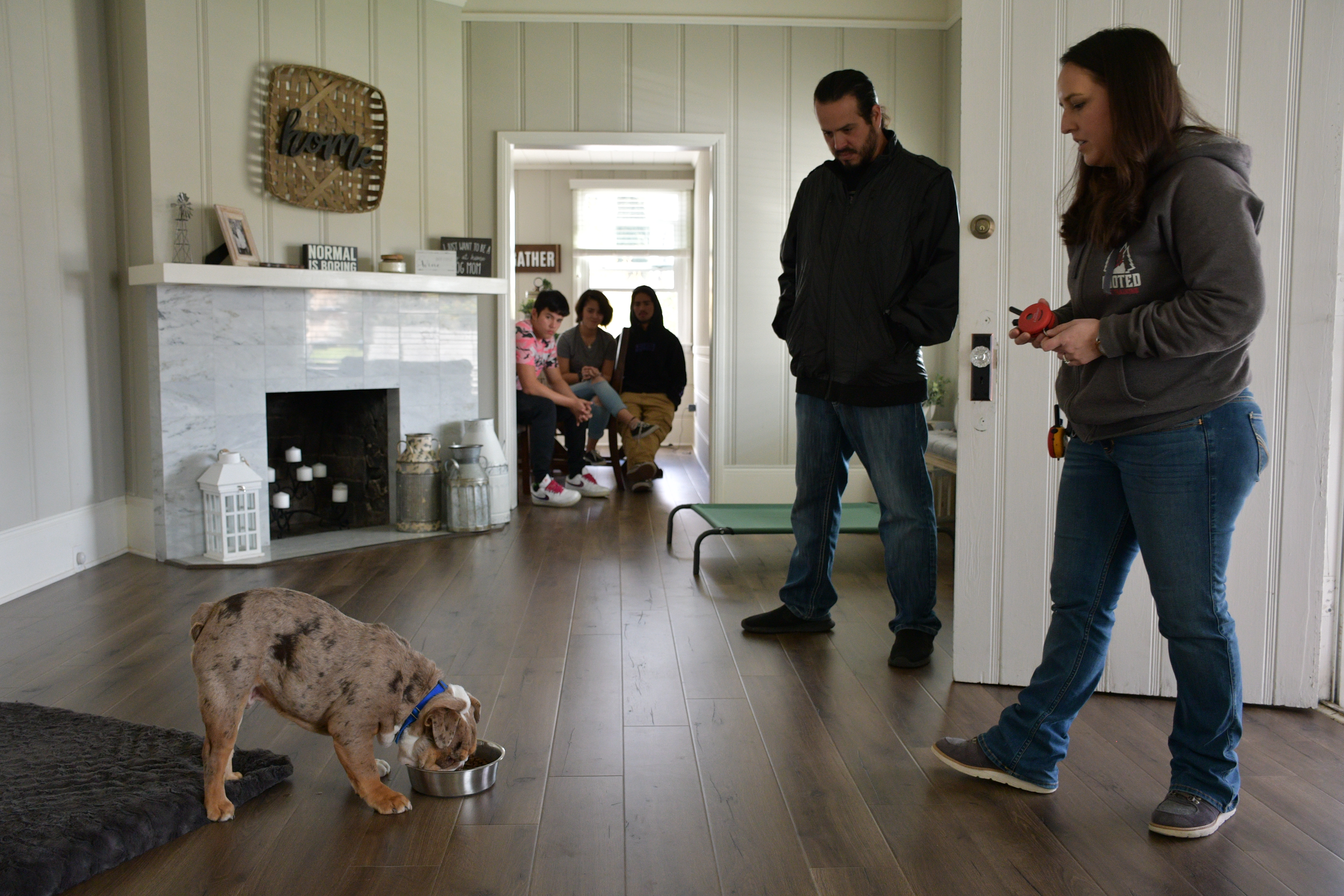 puppy-boarding