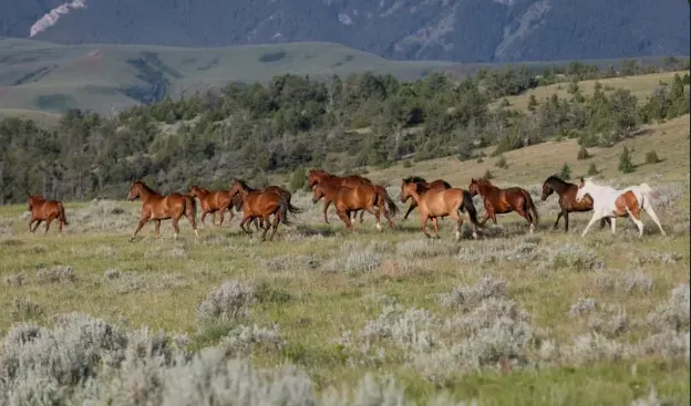 wild horses