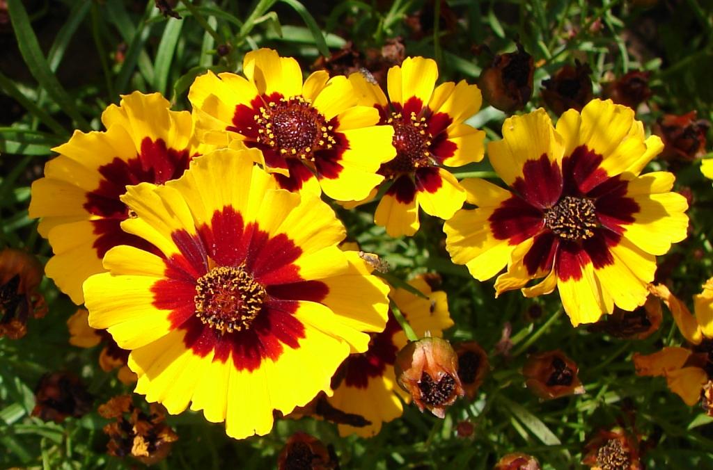 Les applications alcooliques de la plante médicinale Coreopsis Tinctoria