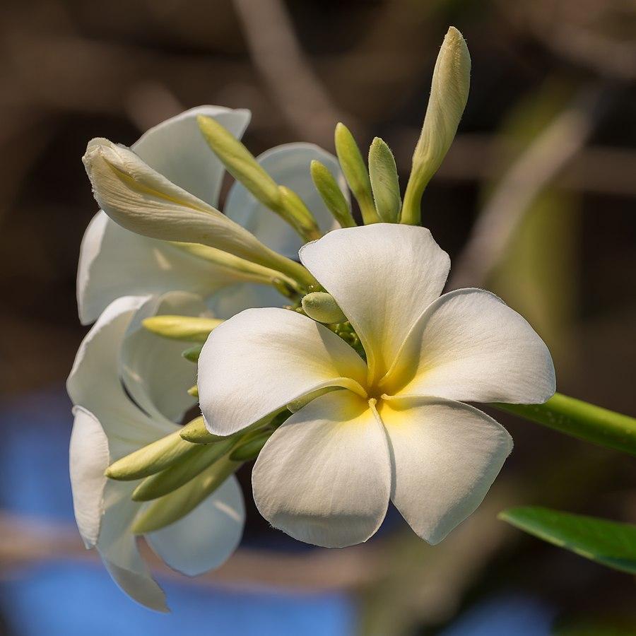 Les applications alcooliques de la plante médicinale Plumeria Alba