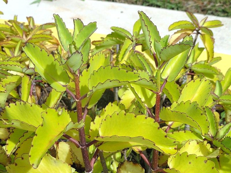 Les applications alcooliques de KALANTCHOE PINNATA : un trésor de la nature