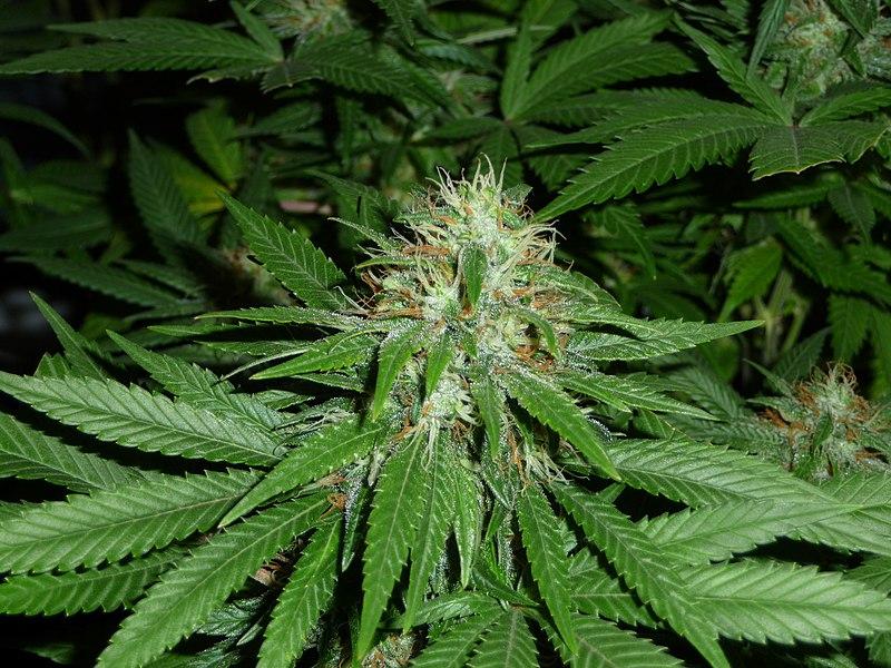 Les applications alcooliques du Cannabis Sativa : un remède naturel aux multiples vertus