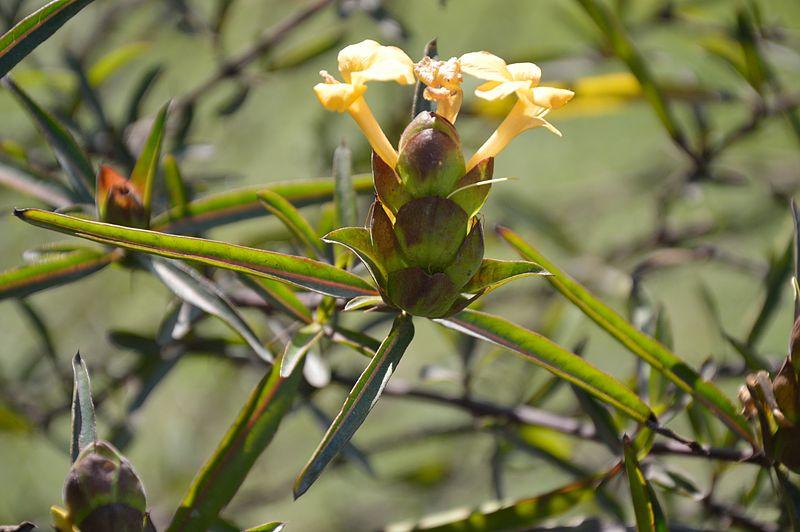 Les applications alcooliques de la plante médicinale BARLERIA LUPULINA