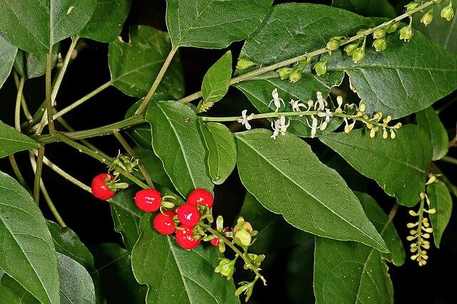 Les applications alcooliques de la plante médicinale Rivina Humilis