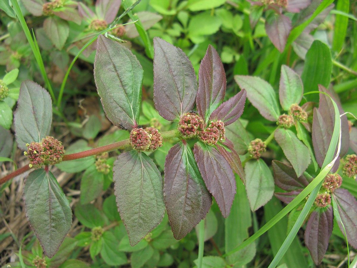 Les applications alcooliques de la plante médicinale CHAMAESYCE HIRTA