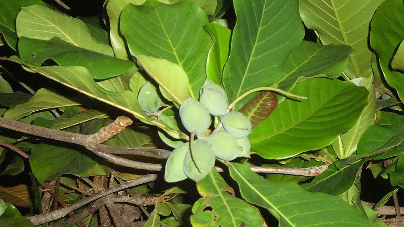 Les applications alcooliques de TERMINALIA CATAPPA : un trésor de la nature