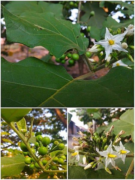 Les Propriétés Curatives de Solanum Torvum : Un Trésor de la Nature