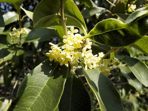Les applications alcooliques de l'Osmanthus Fragans