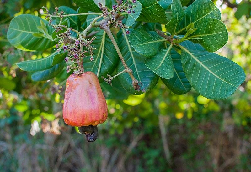Les applications alcooliques d'Anacardium Occidentale : Un trésor de la nature