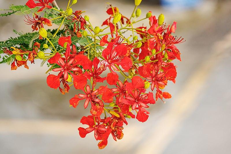 Les applications alcooliques de la plante médicinale DELONIX REGIA