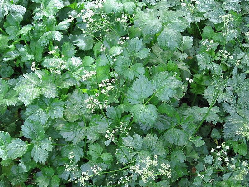 Les applications alcooliques de la plante médicinale APIUM GRAVEOLENS