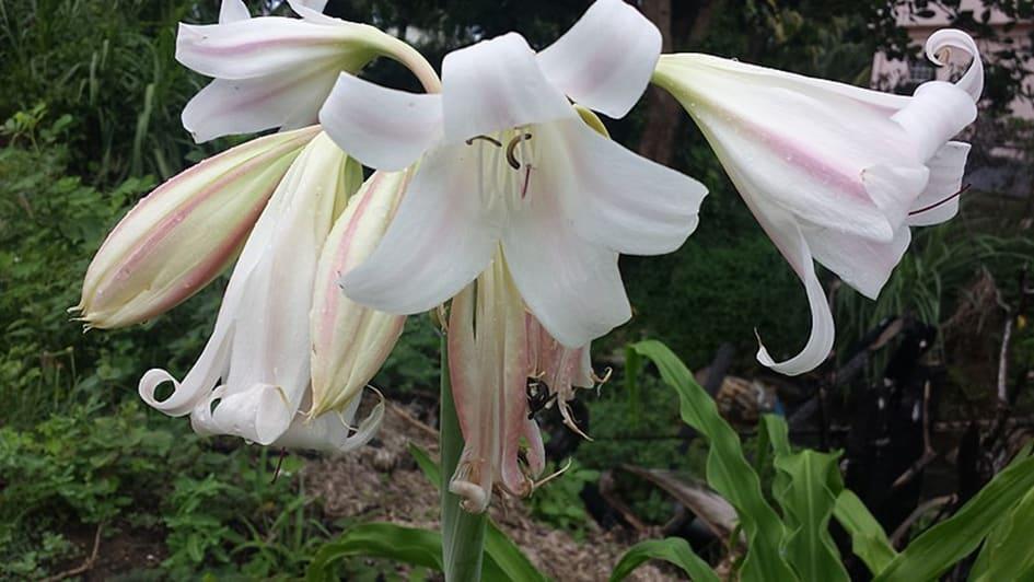Les applications alcooliques de CRINUM LATIFOLIUM : un trésor de la nature