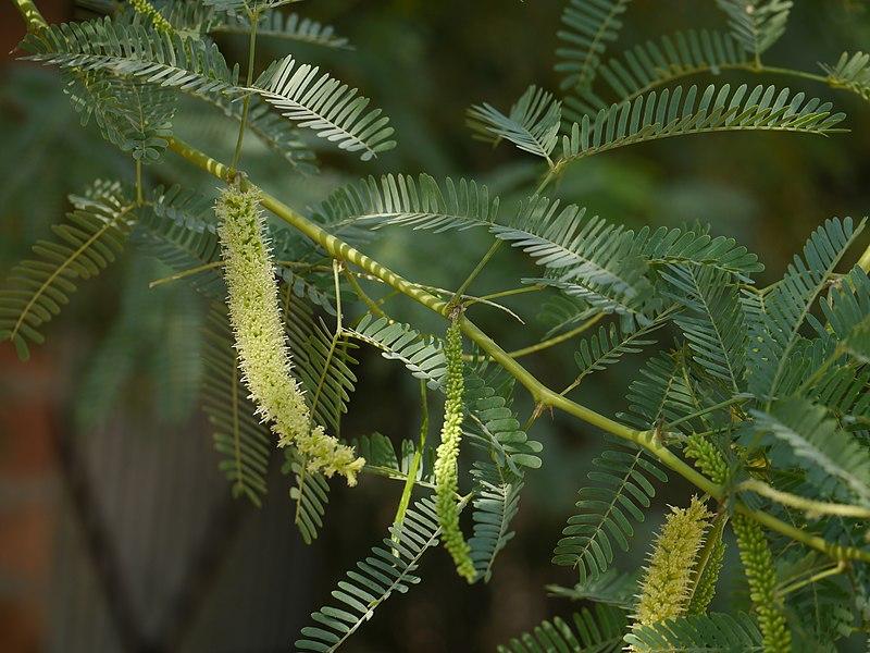 Découvrez les propriétés médicinales de PROSOPIS JULIFLORA