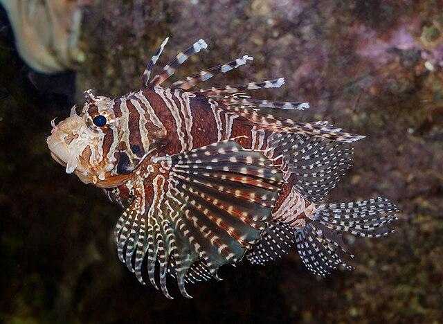 Les Propriétés Curatives de PTEROIS VOLITANS : Une Plante Médicinale aux Multiples Vertus