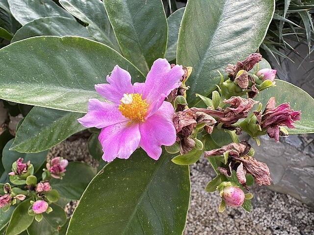 Les applications alcooliques de la plante médicinale PERESKIA GRANDIFLORA