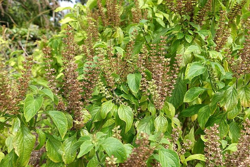 Les Propriétés Curatives de l'OCIMUM GRATISSIMUM : Une Plante Médicinale aux Multiples Vertus