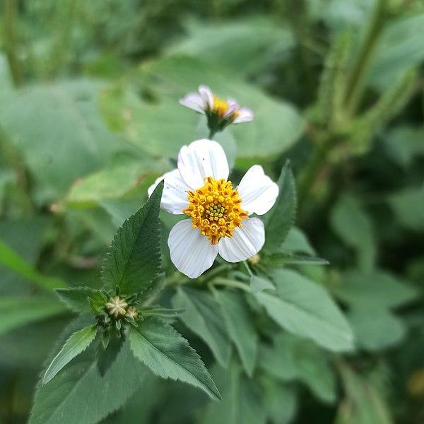 Les applications alcooliques de la plante médicinale Bidens pilosa