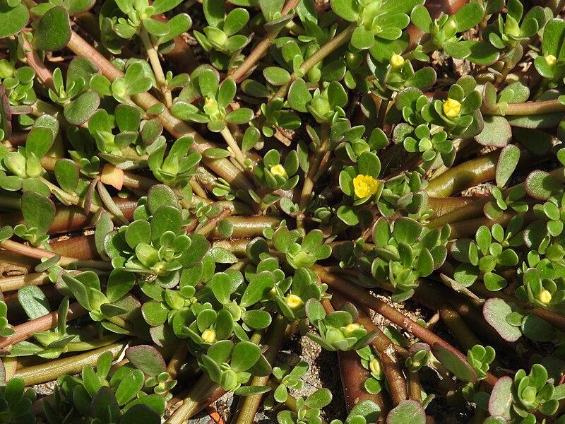 Les applications alcooliques de la plante médicinale Portulaca oleracea
