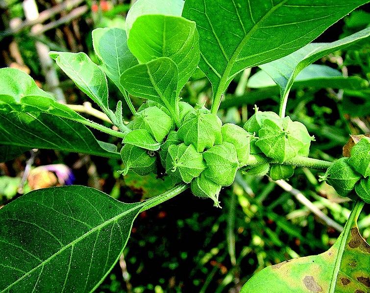 Les applications alcooliques de la plante médicinale WITHANIA SOMNIFERA