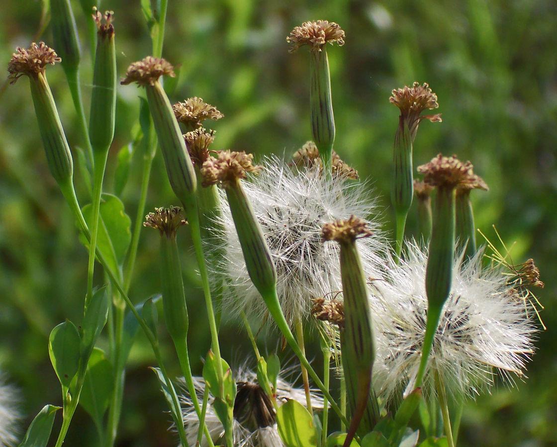 Les applications alcooliques de la plante médicinale POROPHYLLUM RUDERALE