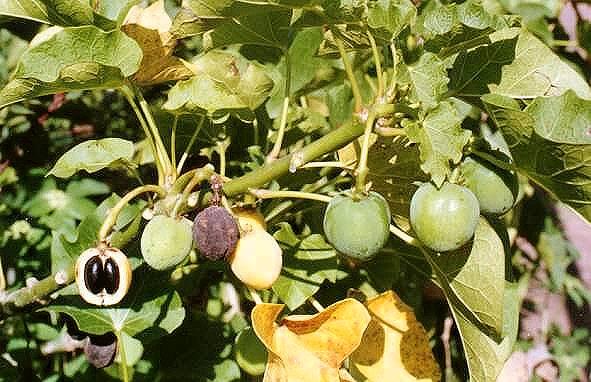 Les applications alcooliques de JATROPHA CURCAS : Une plante médicinale aux multiples vertus