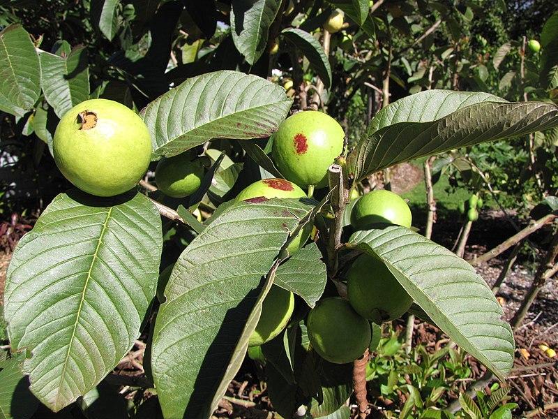 Les applications alcooliques de la plante médicinale Psidium guajava
