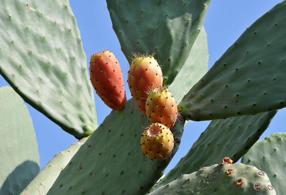 Les applications alcooliques de l'Opuntia Ficus Indica : un trésor de bienfaits naturels