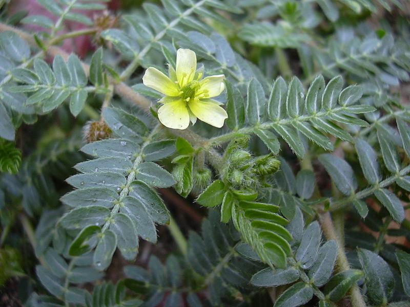 Les Bienfaits de Tribulus Terrestris : Une Plante Médicinale aux Multiples Vertus