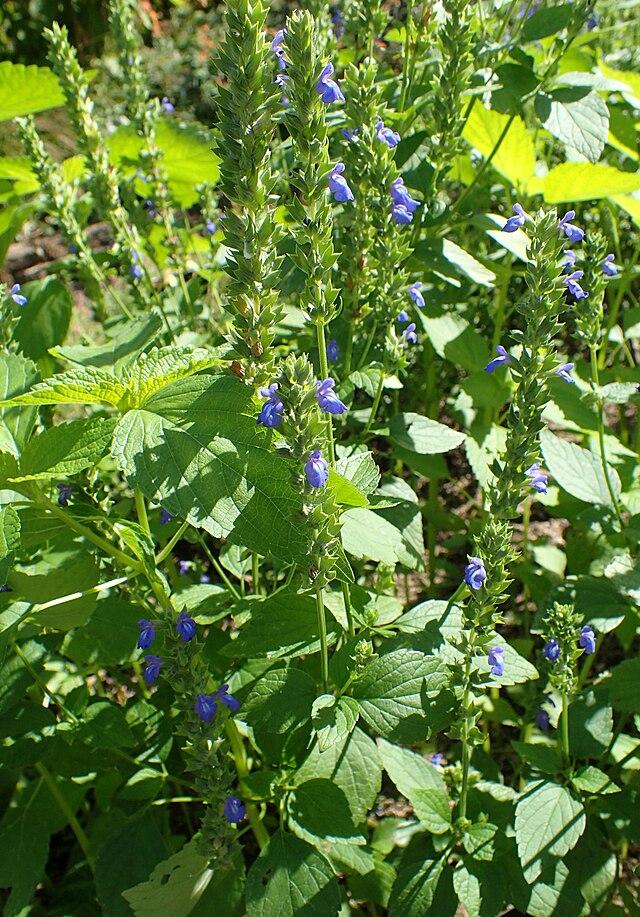 Les applications alcooliques de la plante médicinale SALVIA HISPANICA