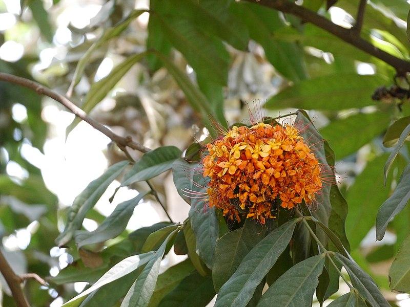 Les applications alcooliques de la plante médicinale SARACA INDICA