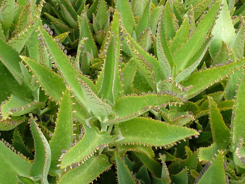 Les applications alcooliques de Kalanchoe daigremontiana : un trésor de la nature