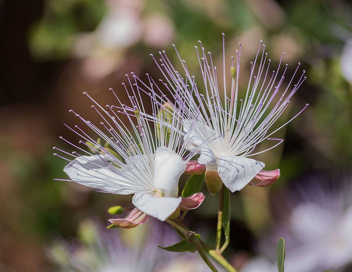 Les applications alcooliques de la plante médicinale Capparis Spinosa