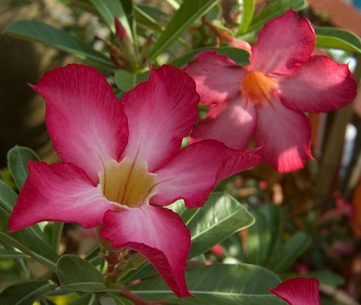Les applications alcooliques de l'Adenium Obesum : un trésor de la nature