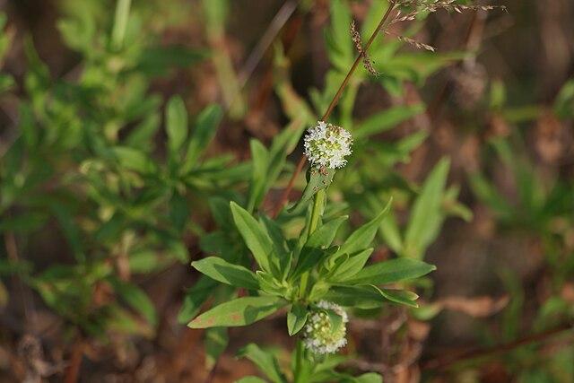 Découvrez les Bienfaits de la Plante Médicinale SPERMACOCE VERTICILLATA