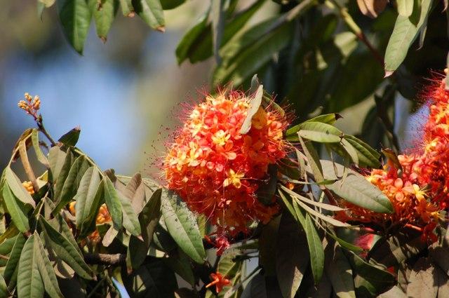 Les applications alcooliques de la plante médicinale SARACA ASOCA