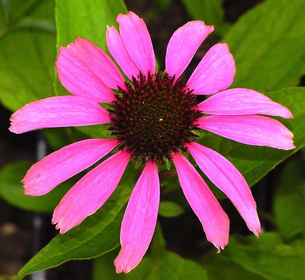 Les applications alcooliques de l'Echinacea Purpurea : un trésor de la nature